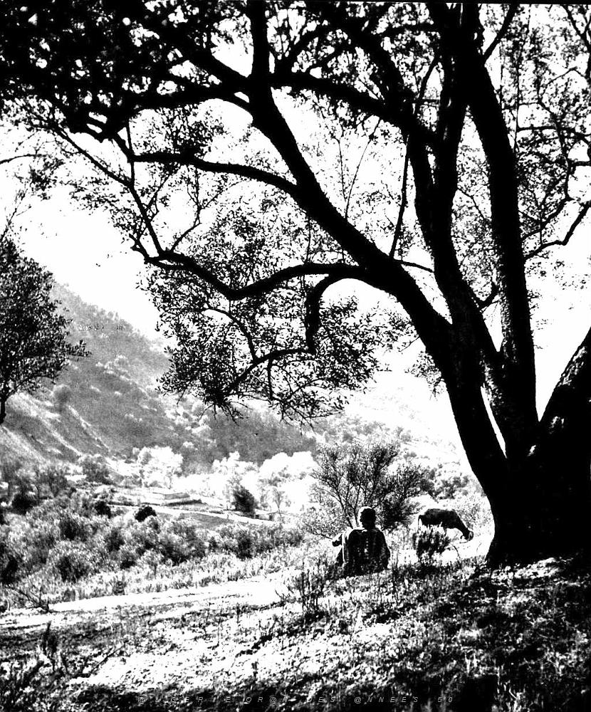 Images d'Algerie 091.JPG